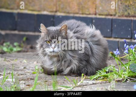 Long-haired grey cat resting on pavement near flowers in Leicestershire. Stock Photo