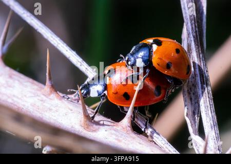Two Coccinella septempunctata ladybirds mating on a thorny plant in Leicestershire. Stock Photo