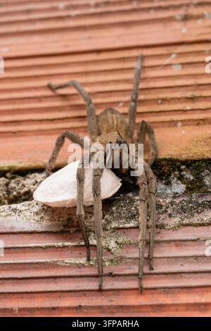 Wolf spider carrying a large white egg sac beneath its abdomen, displaying maternal care while crawling across rough red brick outdoors in garden/urba Stock Photo