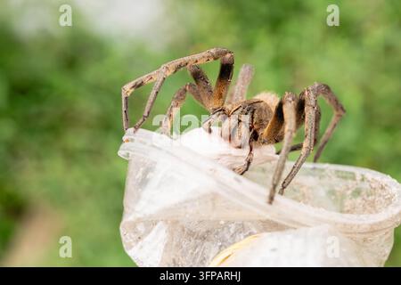 Wandering spider, a venomous arachnid, protecting its white egg sac while resting on discarded plastic in a natural outdoor setting, symbolizing wildl Stock Photo
