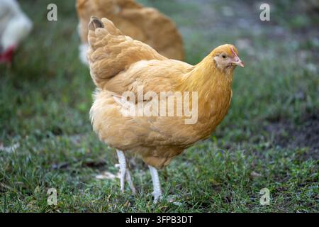 A Buff Orpington hen stands in grass with other chickens softly blurred in the background. Stock Photo