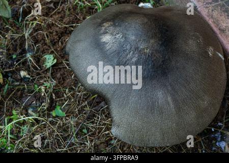 A large, dark brown wild mushroom cap grows directly on the soil and grass in top-down, close-up detail. Stock Photo