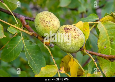 Natural walnuts on a tree branch in an autumn garden. Two ripening nuts close-up. Stock Photo