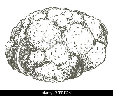 A monochrome botanical illustration of a whole head of cauliflower, featuring detailed florets. A vector vegetable retro clipart for food packaging. An ink line drawing in an engraving style. Stock Vector