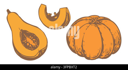 Vector sketch set of a pumpkins in an engraving style. Hand drawn illustration of an autumn vegetable gourd. Vintage design element for Thanksgiving. Linear ink drawing. Elongated orange squash. Stock Vector