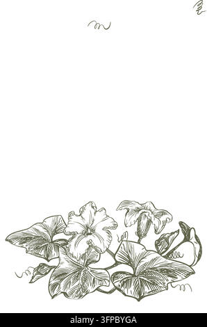 Pumpkin foliage, shoots, and flowers. Vector clipart of squash leaves in a garden bed. Linear ink outline drawing. Retro illustration in an engraving style. Stock Vector