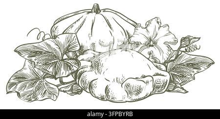 Whole pattypan squash, leaves and flowers on the plant. Hand drawn sketch. Vector line art clipart of a scallop squash. Outline drawing of a summer vegetable. Retro illustration in an engraving style Stock Vector