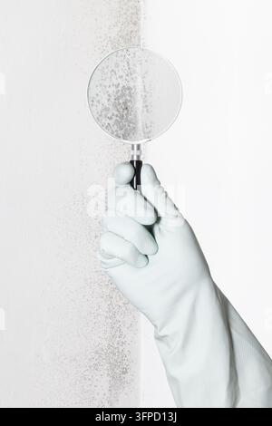 Hand in protective rubber glove holding magnifying glass to inspect mold and fungus spores on wall. Home inspection, mold diagnosis and remediation se Stock Photo