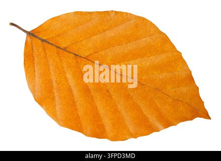 Single orange autumn leaf on white background Stock Photo