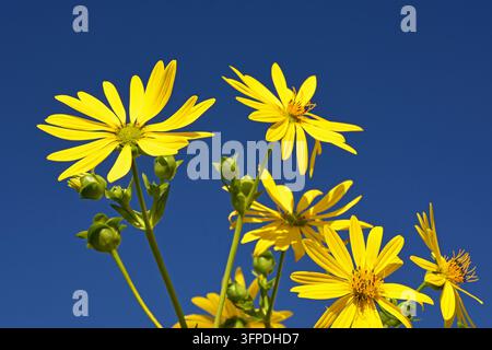 Inflorescences of Jerusalem artichoke (Helianthus tuberosus) Stock Photo