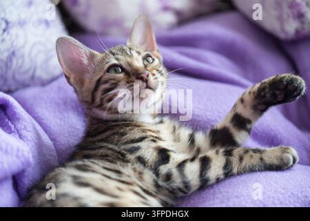 Cute Bengal kitten at home Stock Photo