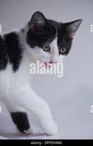 Black-and-white European Shorthair kitten Stock Photo