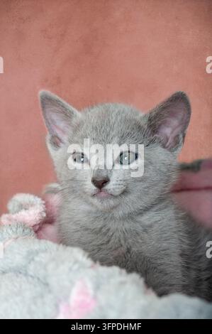 A Russian Blue kitten is sitting in its cat bed Stock Photo