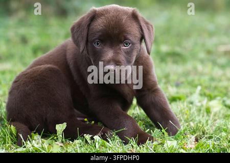 A brown Labrador Retriever puppy is sitting in the grass Stock Photo