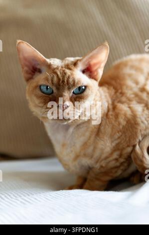 Devon Rex male cat at home on the sofa Stock Photo