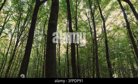 Green forest canopy with sunlight shining through branches, showing natural light and vibrant foliage Stock Photo