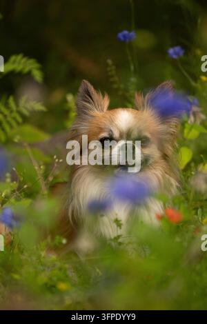 Cute long-haired chihuahua dog sitting in a summer meadow surrounded by colorful wildflowers Stock Photo