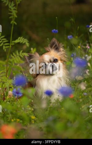 Cute long-haired chihuahua dog sitting in a summer meadow surrounded by colorful wildflowers Stock Photo