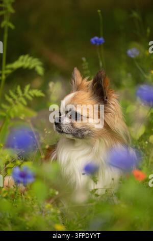 Cute long-haired chihuahua dog sitting in a summer meadow surrounded by colorful wildflowers Stock Photo