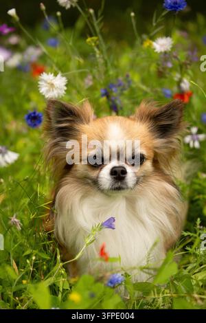 Cute long-haired chihuahua dog sitting in a summer meadow surrounded by colorful wildflowers Stock Photo