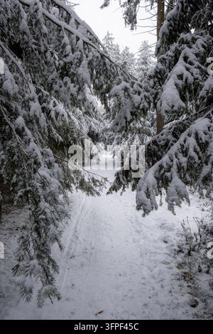 Serene winter forest trail with snow laden pine branches forming a natural tunnel, perfect for seasonal and nature themes. Stock Photo