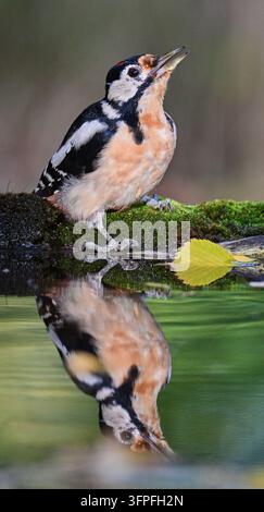 Sieversdorf, Germany. 07th Oct, 2026. A great spotted woodpecker (Dendrocopos major) can be seen at a watering hole in the forest. This distinctive bird is easily recognizable by its striking black-and-white plumage, large white shoulder patches, and bright red undertail coverts. Credit: Patrick Pleul/dpa/Ģ����ý Live News Stock Photo