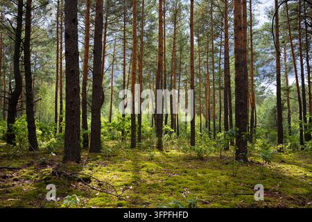 Pine forest with lush green moss, warm autumn sunlight and dark storm clouds creating a dramatic woodland landscape Stock Photo