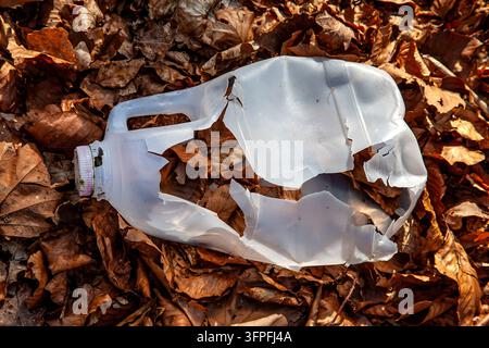 A degrading plastic milk container discarded among brown autumn leaves symbolising modern plastic pollution and environmental neglect Stock Photo