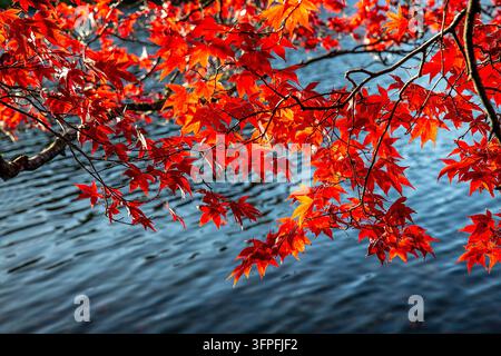 Japanese maple leaves glowing in vivid red and orange autumn colours against blue water reflecting the bright sky Stock Photo