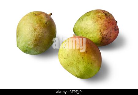 three fresh whole mangoes isolated white background, green and red skin tropical fruit with shadow Stock Photo