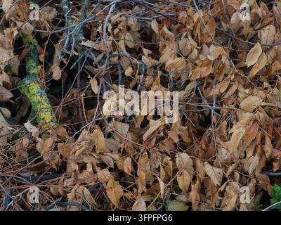 A collection of dry leaves and twigs is piled up in a natural area during the fall season. The leaves are brown and many are curled. The twigs add tex Stock Photo