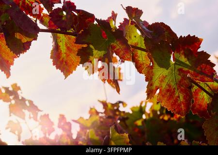 Close-up of vibrant red, orange, and green autumn grapevine leaves illuminated by warm sunlight with beautiful artistic lens flare effect on natural v Stock Photo