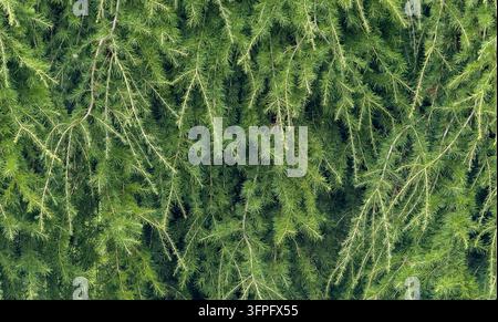 Closeup of Weeping European Larch as a foliage background banner image Stock Photo