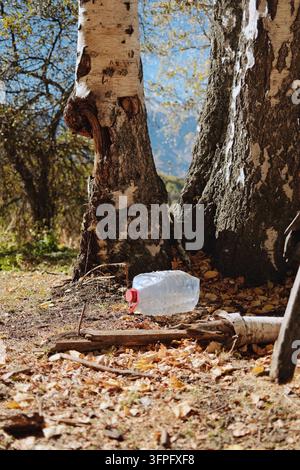 Discarded plastic bottle lying on the forest floor among autumn leaves, illustrating plastic waste, environmental pollution and the importance Stock Photo