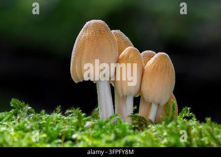 Mica cap / glistening inky cap / shiny cap (Coprinellus micaceus / Coprinus micaceus) on rotten wood on the forest floor in autumn / fall Stock Photo
