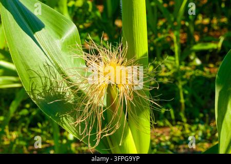Close up of flowering young corn cob with golden silk filaments on lush green stalk on sunny field, symbol of natural crop development, agricultural v Stock Photo