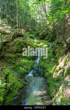 Dickson Brook cascading over moss-covered rocks along the forest floor at Dickson Falls in Fundy National Park near Alma. Stock Photo