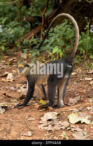 Mona monkey with a curled tail walking across the forest floor, Bono East Region, Boabeng, Ghana Stock Photo