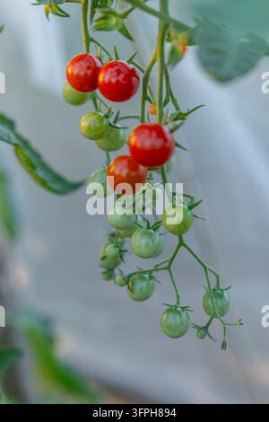 Cherry tomatoes maturing on a vine, showing stages of ripeness from green to red Stock Photo