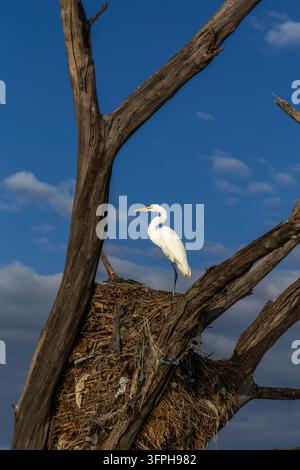 Great egret standing on a large nest in a dead tree against a deep blue sky, Baringo County, Lake Baringo, Kenya Stock Photo