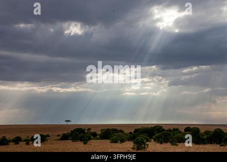 Sunbeams breaking through storm clouds over the savannah with a lone acacia tree, Narok County, Maasai Mara, Kenya Stock Photo