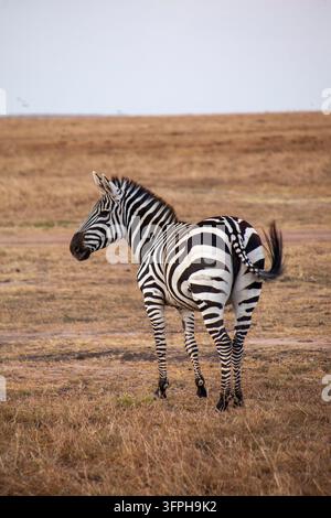 Zebra standing on dry savannah looking back over its shoulder, Narok County, Maasai Mara, Kenya Stock Photo