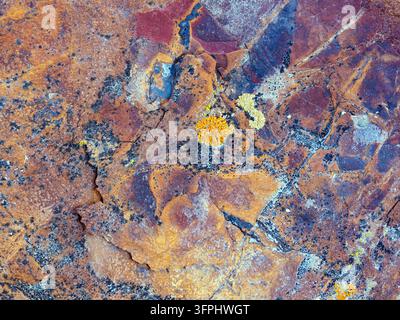 Detail of various lichen growing on the flaking surface of a rock in the badlands, North Dakota, USA Stock Photo