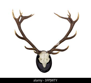 Large red deer antlers with partial skull mounted on a wooden plaque, isolated on a clean white studio background. Stock Photo
