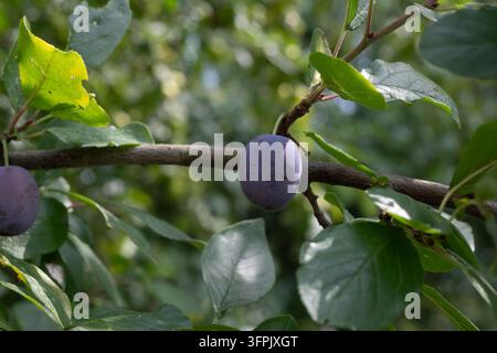 Two ripe purple plums growing side by side on a tree branch surrounded by lush green foliage with natural sunlight highlighting their fresh summer sto Stock Photo