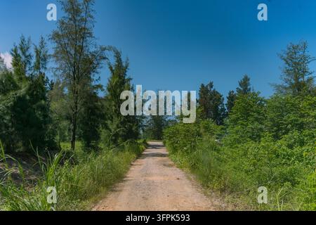 Dirt road winding through casuarina trees and green vegetation under clear blue sky, Cai Chien Island, Quang Ninh, Vietnam Stock Photo