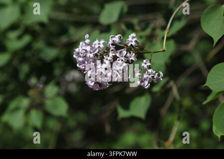 Outdoors in spring, a cluster of delicate light purple lilac blossoms blooms on the branch. Small four-petaled flowers form a lush, elegant cluster ag Stock Photo