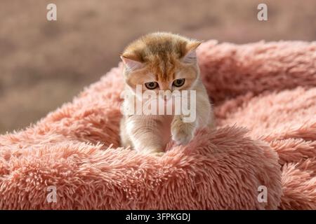 Golden British Shorthair kitten resting on a soft pink blanket, looking down Stock Photo