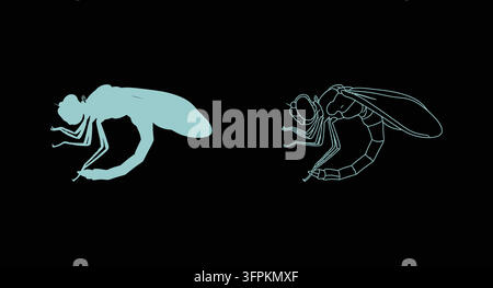 Silhouette and outline of a dragonfly on a black background with line art Stock Vector
