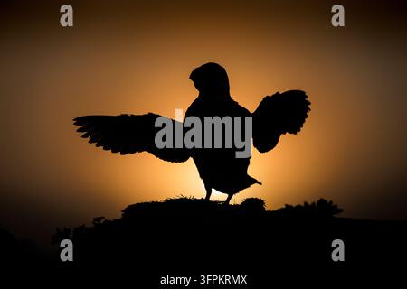 Puffin Fratercula arctica, adult silhouetted in front of the rising sun flapping its wings - Skomer Island, Pembrokeshire, Wales, UK, July Stock Photo